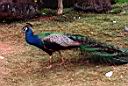 Hawaii-Peacock.jpg